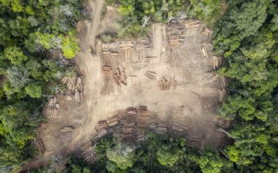 L’impact environnemental des cartes de visite en papier
