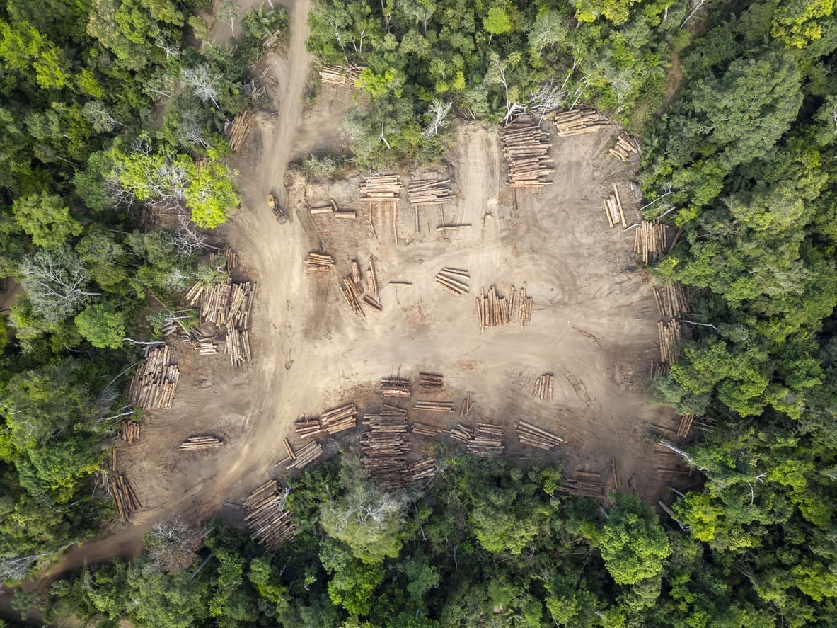 image illustrant l'impact environemental, de la destruction d'arbres pour la fabrication de papier.
